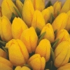 Схема «Жёлтые тюльпаны»